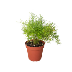 Fern 'Sprengeri' - photo 2