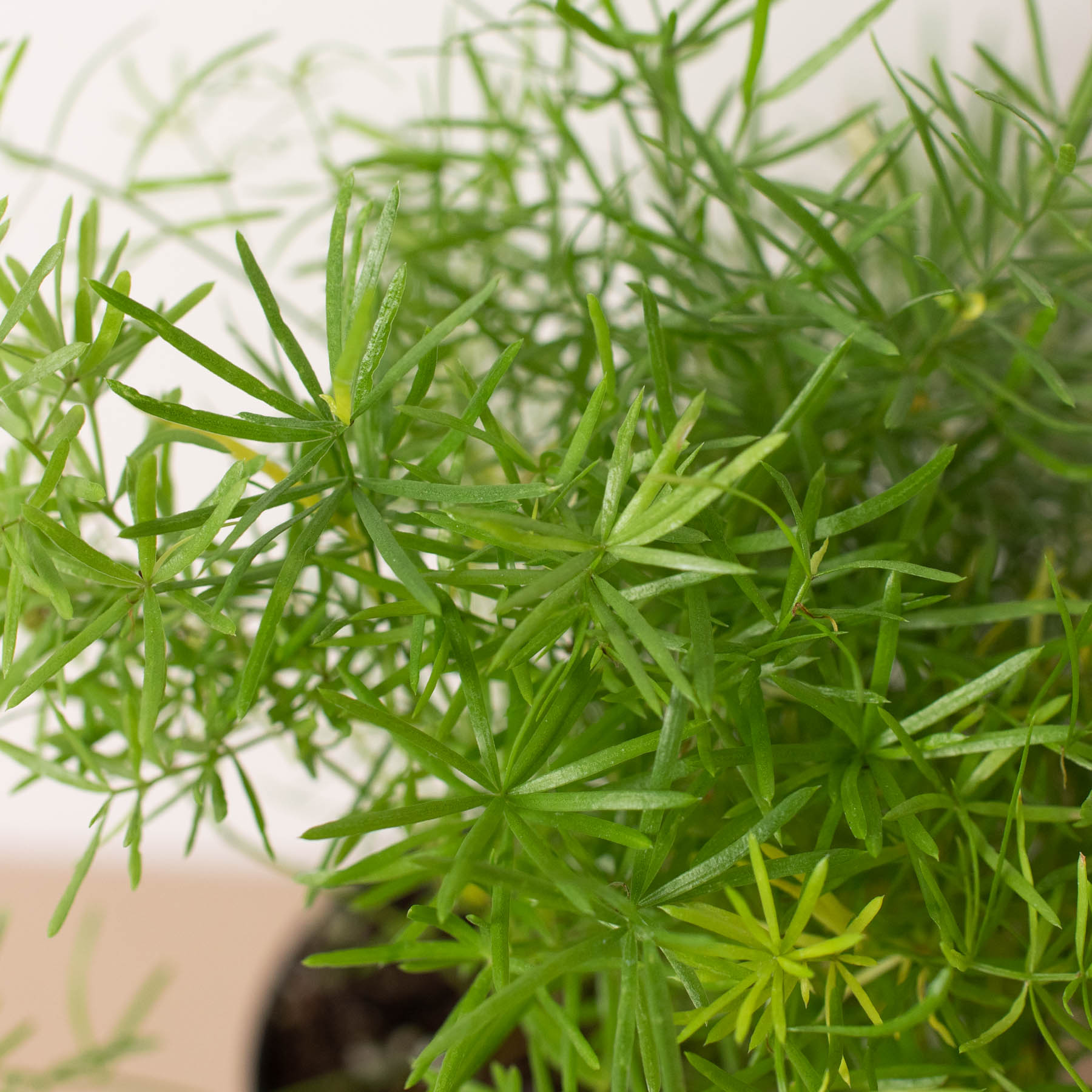 Fern 'Sprengeri' - photo 5