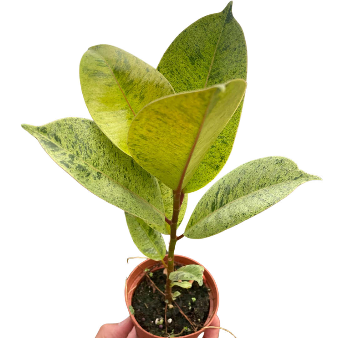 Ficus 'shivereana' (Moonshine) live houseplant