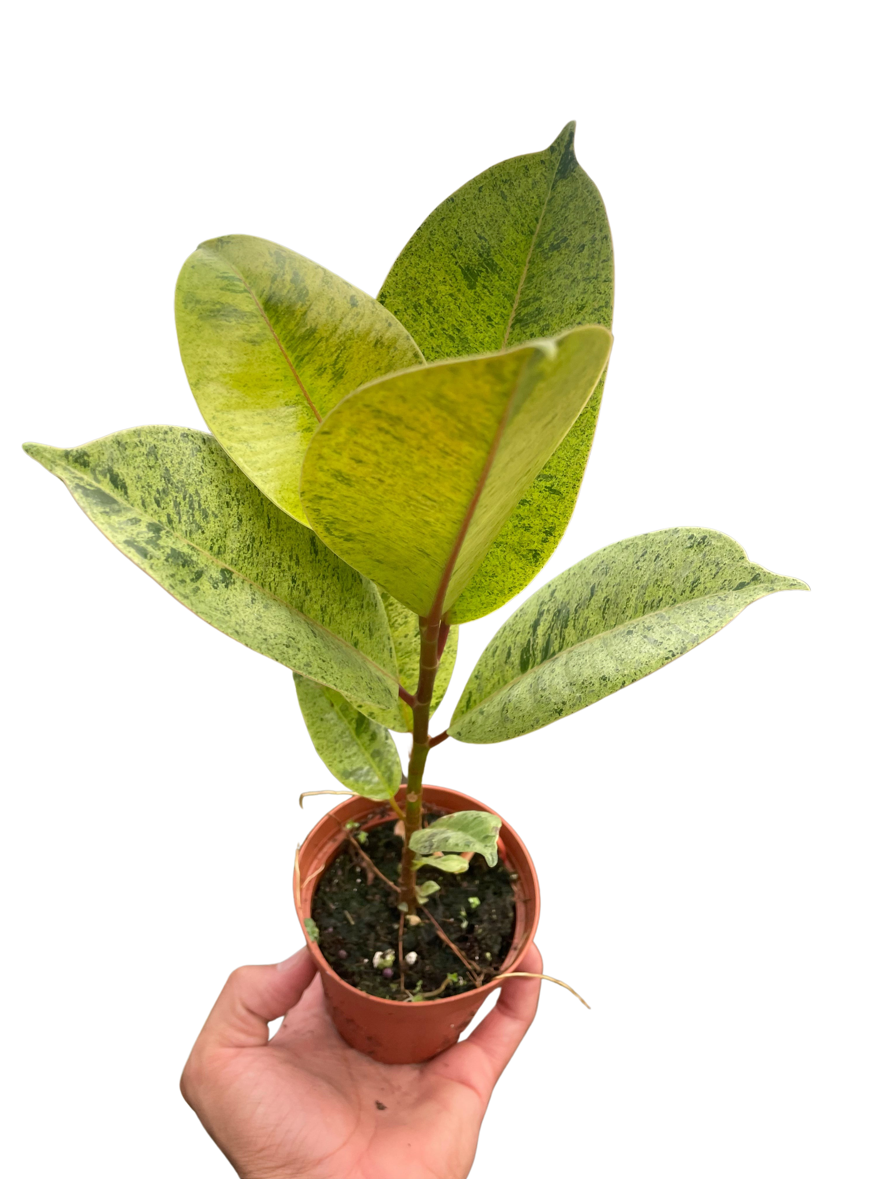 Ficus 'shivereana' (Moonshine) - photo 5