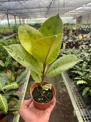 Ficus 'shivereana' (Moonshine) - photo 2