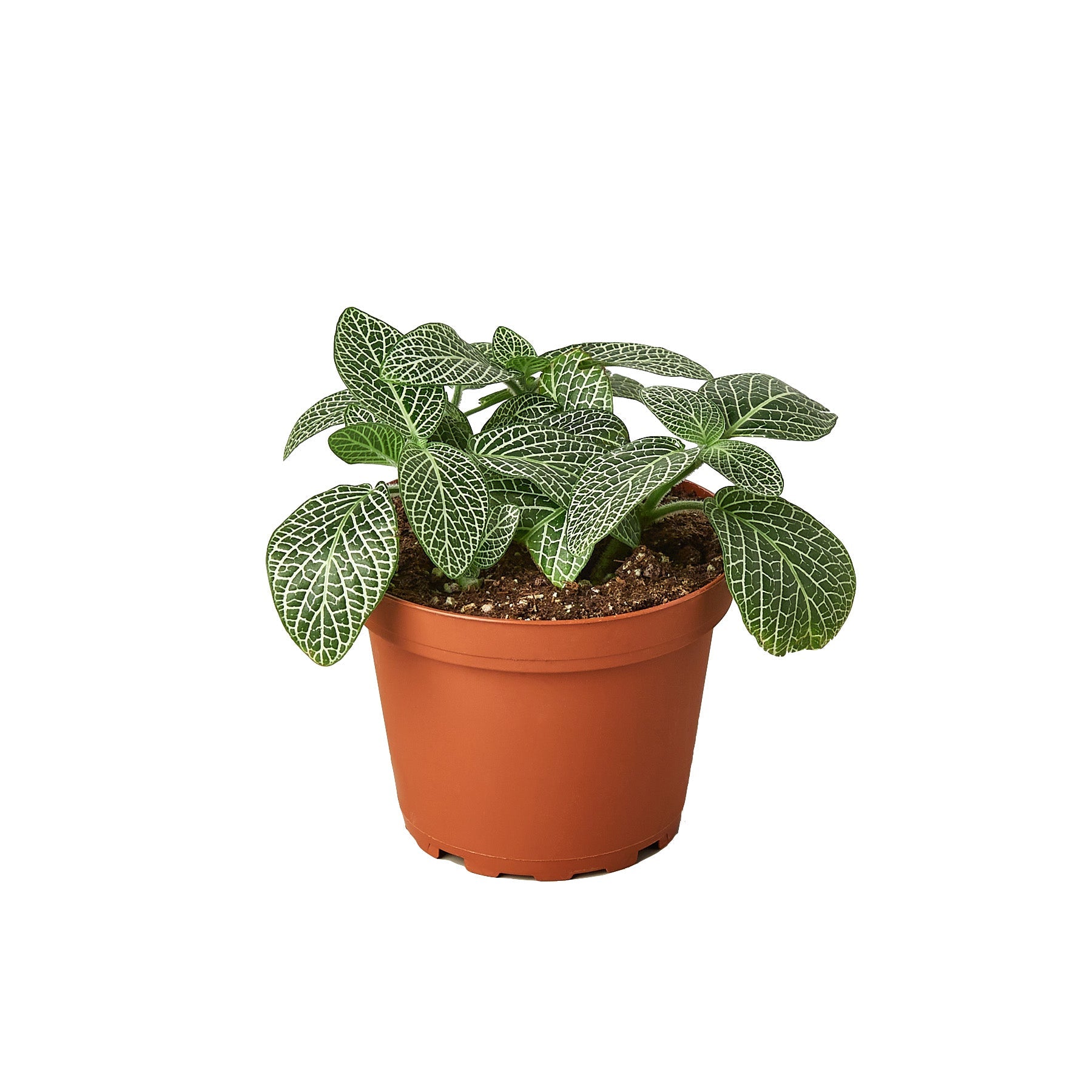 Fittonia 'White Nerve Plant' live houseplant