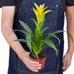 Guzmania Bromeliad 'Yellow' - photo 3