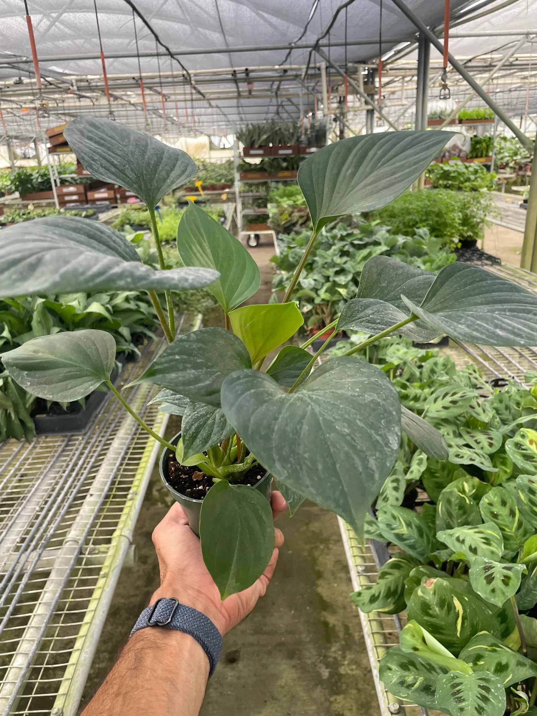 Homalomena 'Emerald Gem' - photo 8
