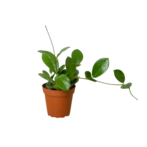 Hoya 'Australis' live houseplant
