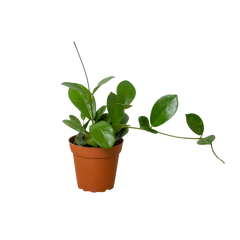 Hoya 'Australis' live houseplant
