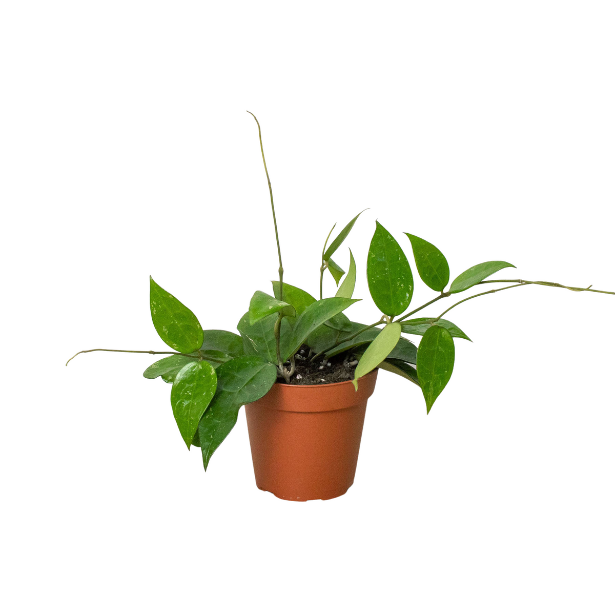 Hoya 'Black Margin' live houseplant