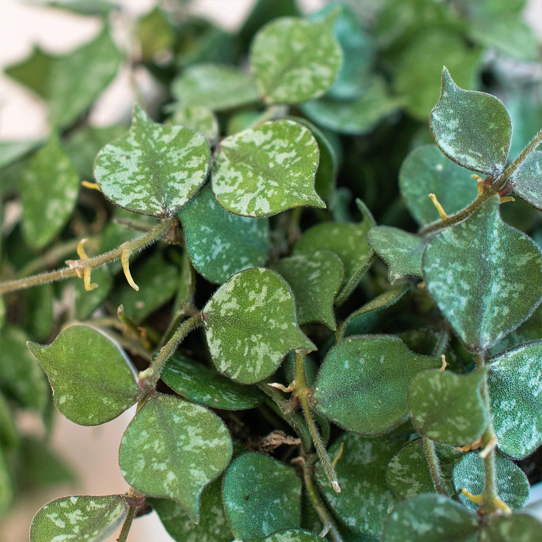 Hoya 'Curtisii' - photo 7