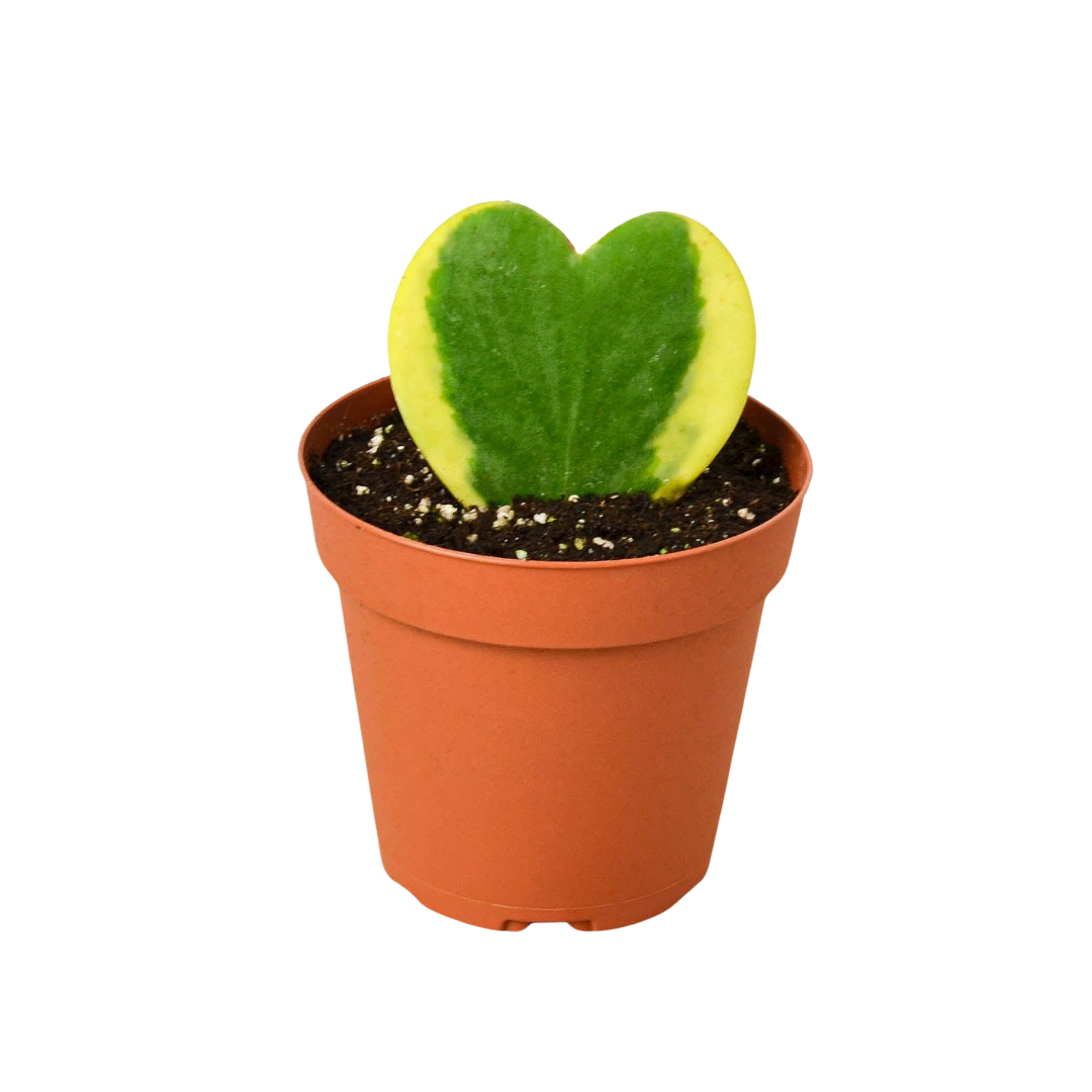 Hoya 'Sweetheart Variegated' live houseplant