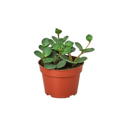 Peperomia 'Hope' live houseplant