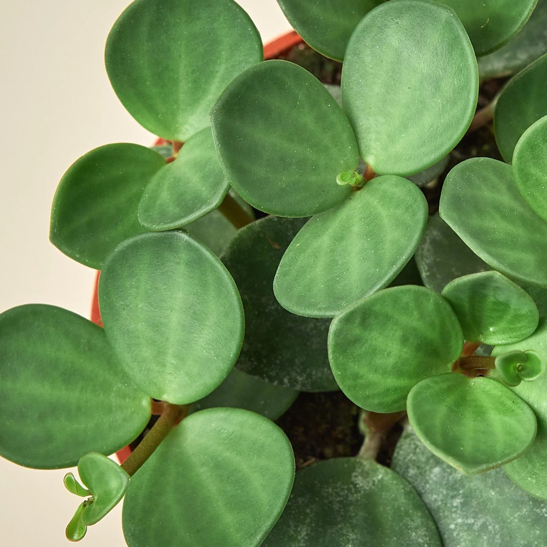 Peperomia 'Hope' - photo 2
