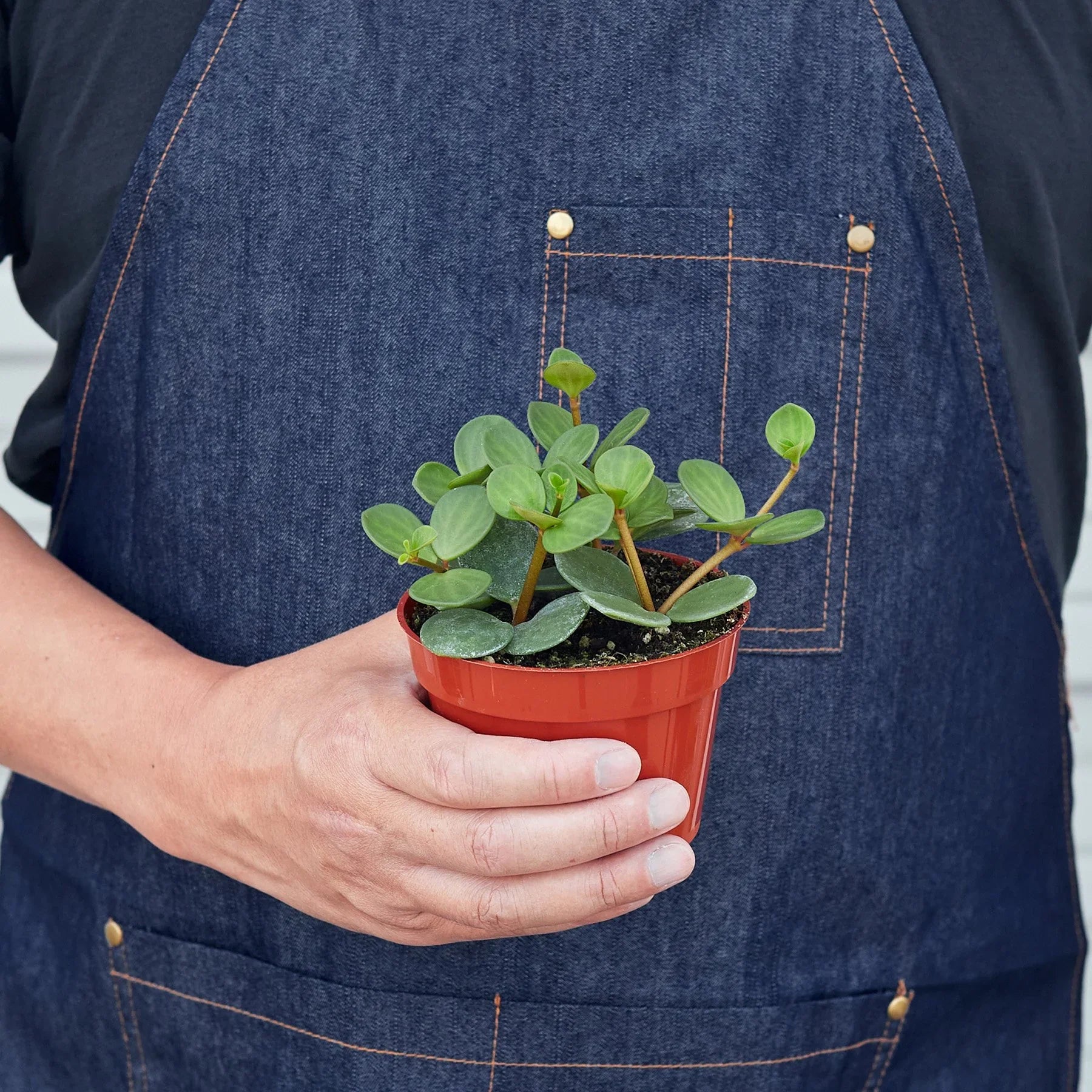 Peperomia 'Hope' - photo 3