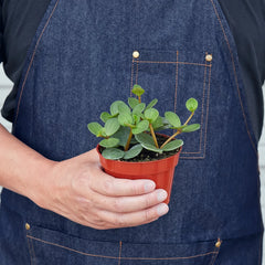 Peperomia 'Hope' - photo 3
