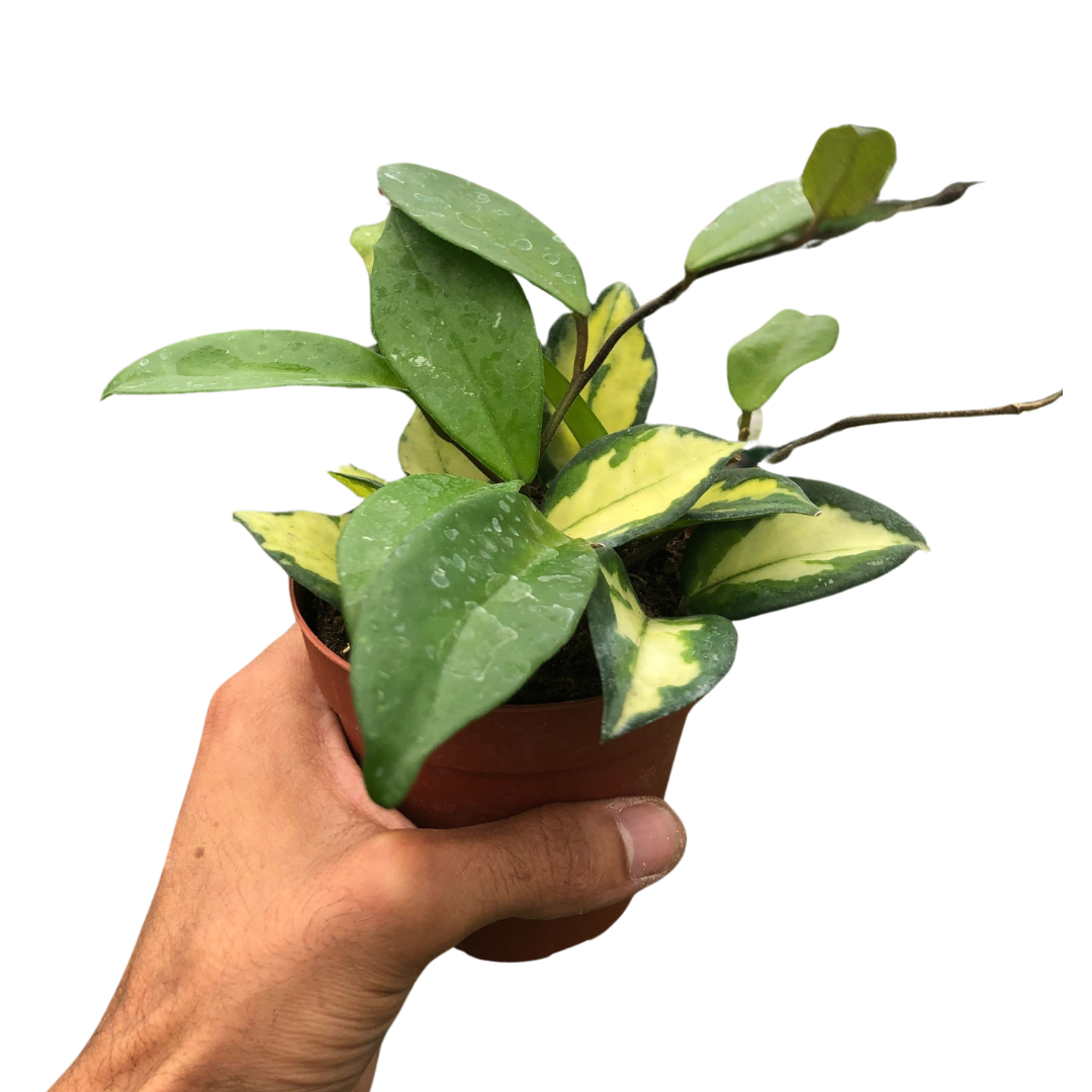 Hoya Carnosa 'Krimson Princess' live houseplant