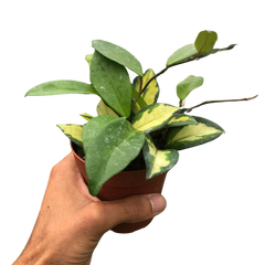 Hoya Carnosa 'Krimson Princess' live houseplant
