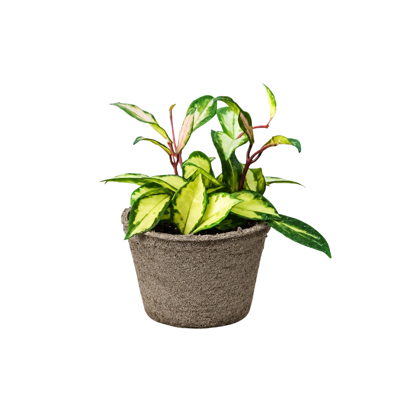 Hoya Carnosa 'Krimson Princess' - photo 8