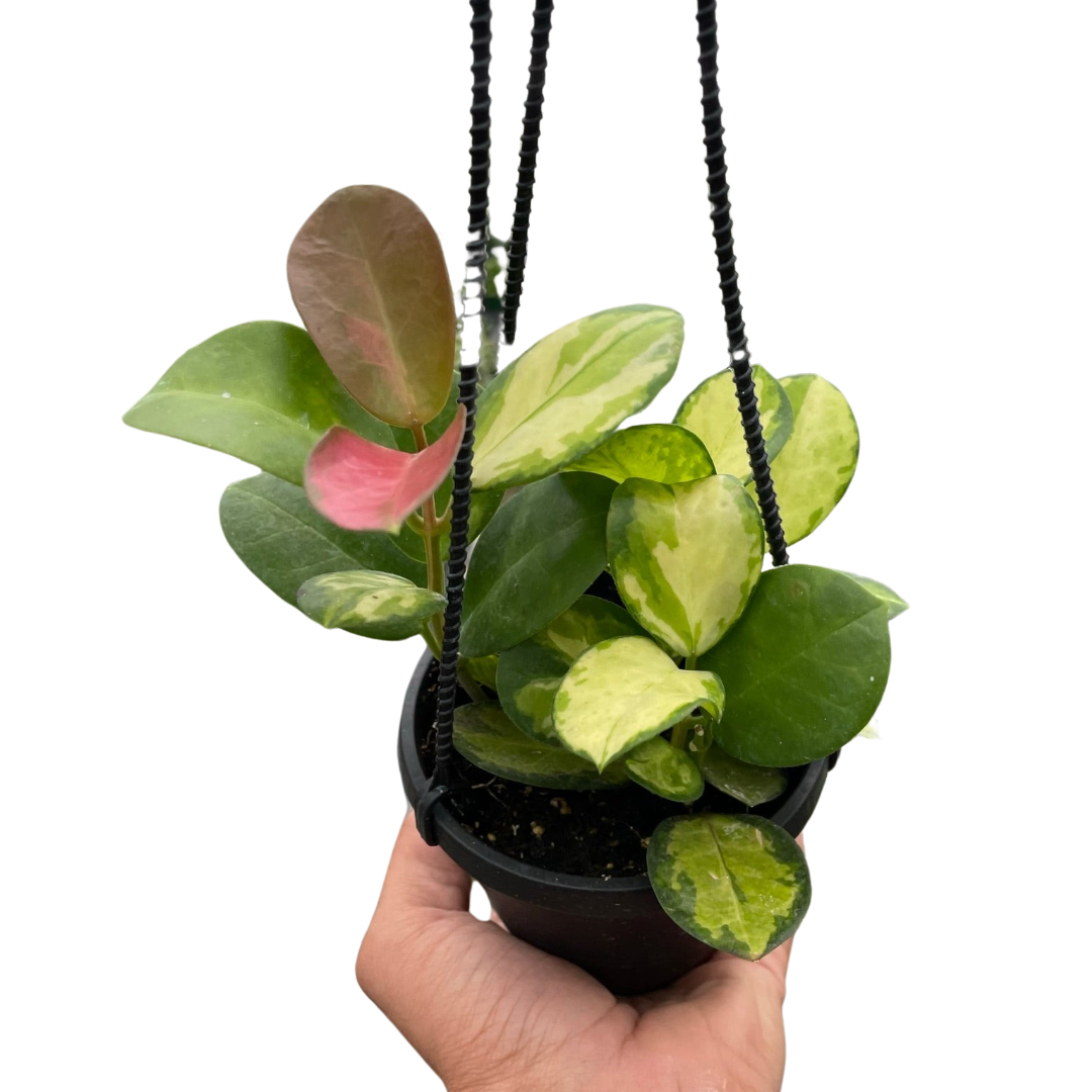 Hoya 'Lisa' live houseplant
