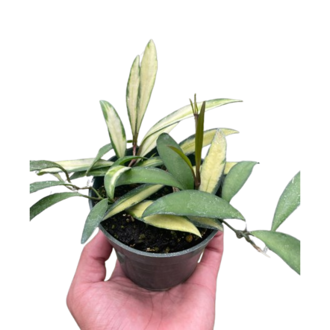 Hoya Wayetii Variegated live houseplant