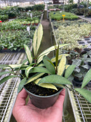 Hoya Wayetii Variegated - photo 2