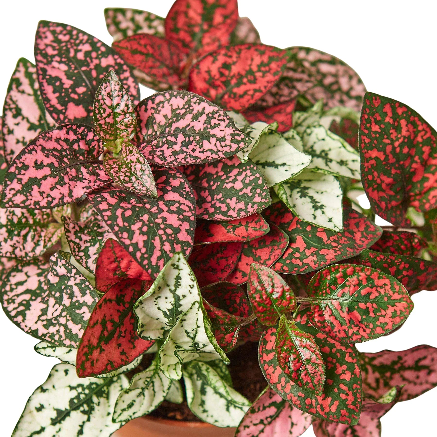Hypoestes 'Polka Dot' - photo 5
