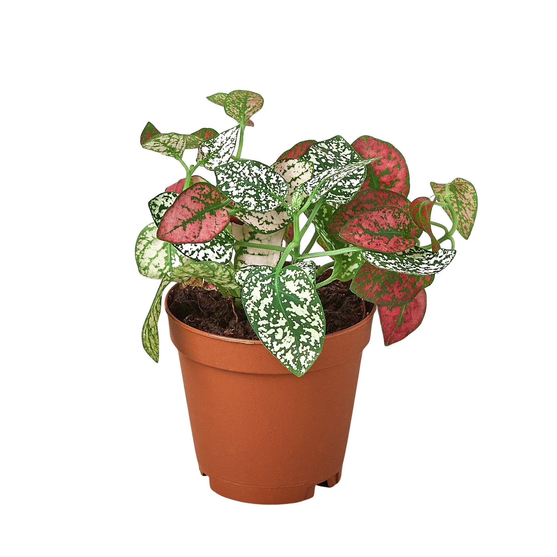 Hypoestes 'Polka Dot' - photo 3