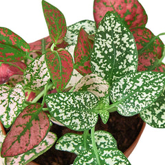 Hypoestes 'Polka Dot' - photo 4