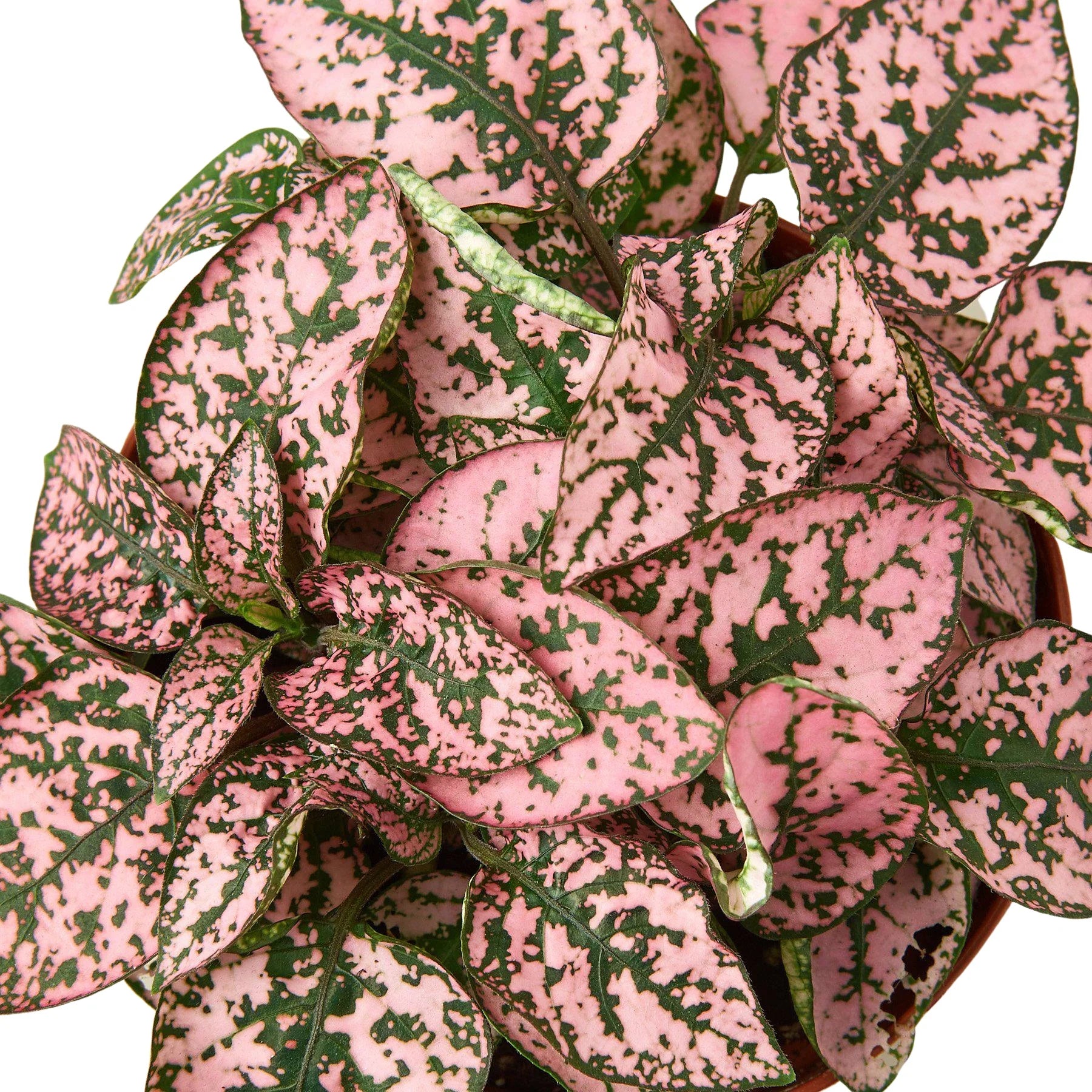 Hypoestes 'Polka Dot' - photo 6