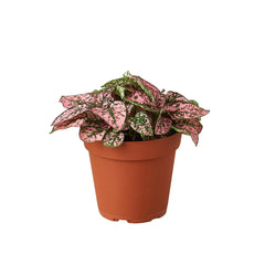 Hypoestes 'Polka Dot' - photo 2
