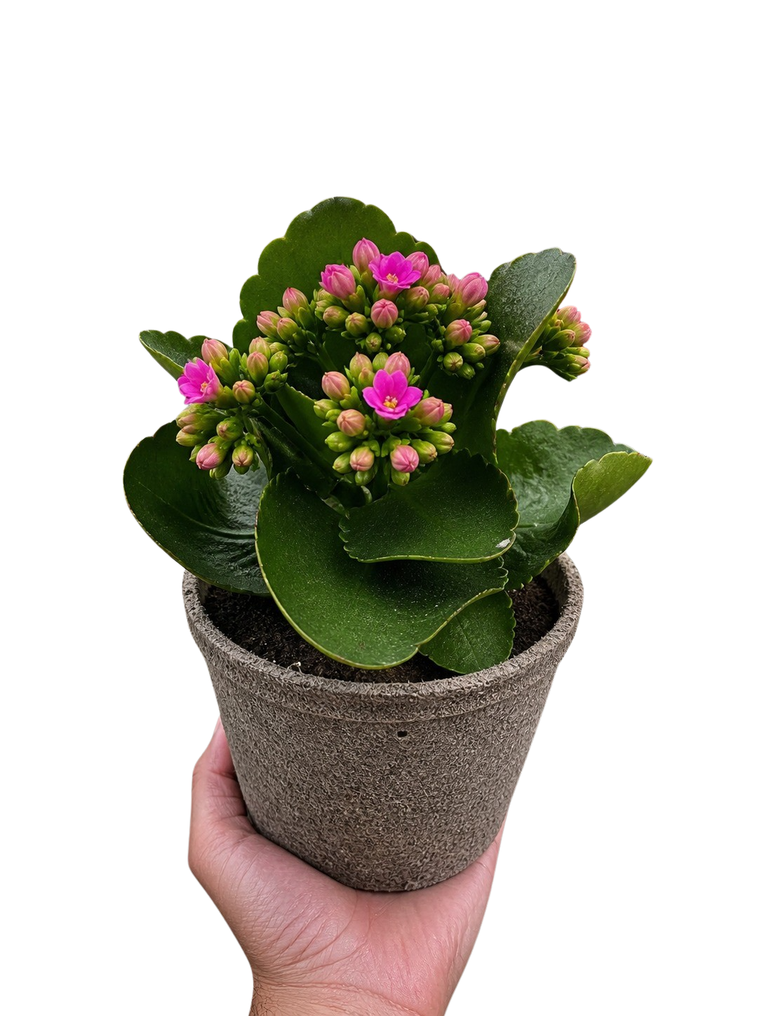 Kalanchoe 'Blossfeldiana' - photo 3