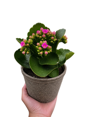 Kalanchoe 'Blossfeldiana' - photo 3
