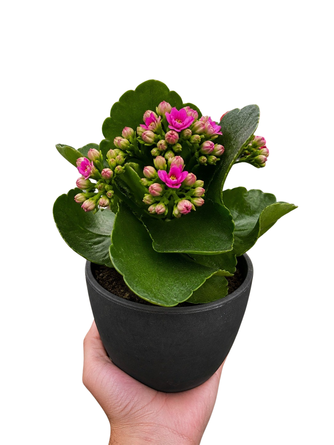 Kalanchoe 'Blossfeldiana' - photo 2