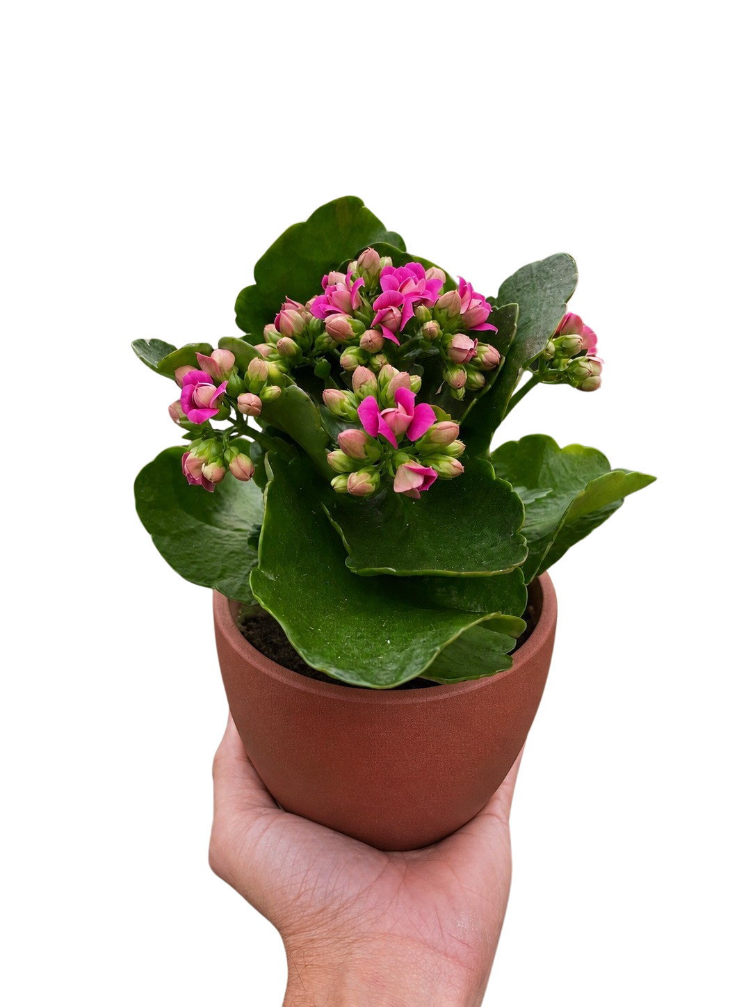 Kalanchoe 'Blossfeldiana' - photo 4