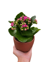 Kalanchoe 'Blossfeldiana' - photo 4