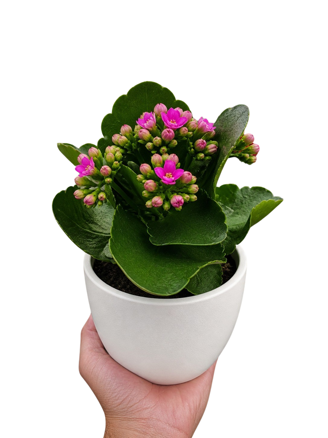 Kalanchoe 'Blossfeldiana' live houseplant