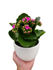 Kalanchoe 'Blossfeldiana' live houseplant