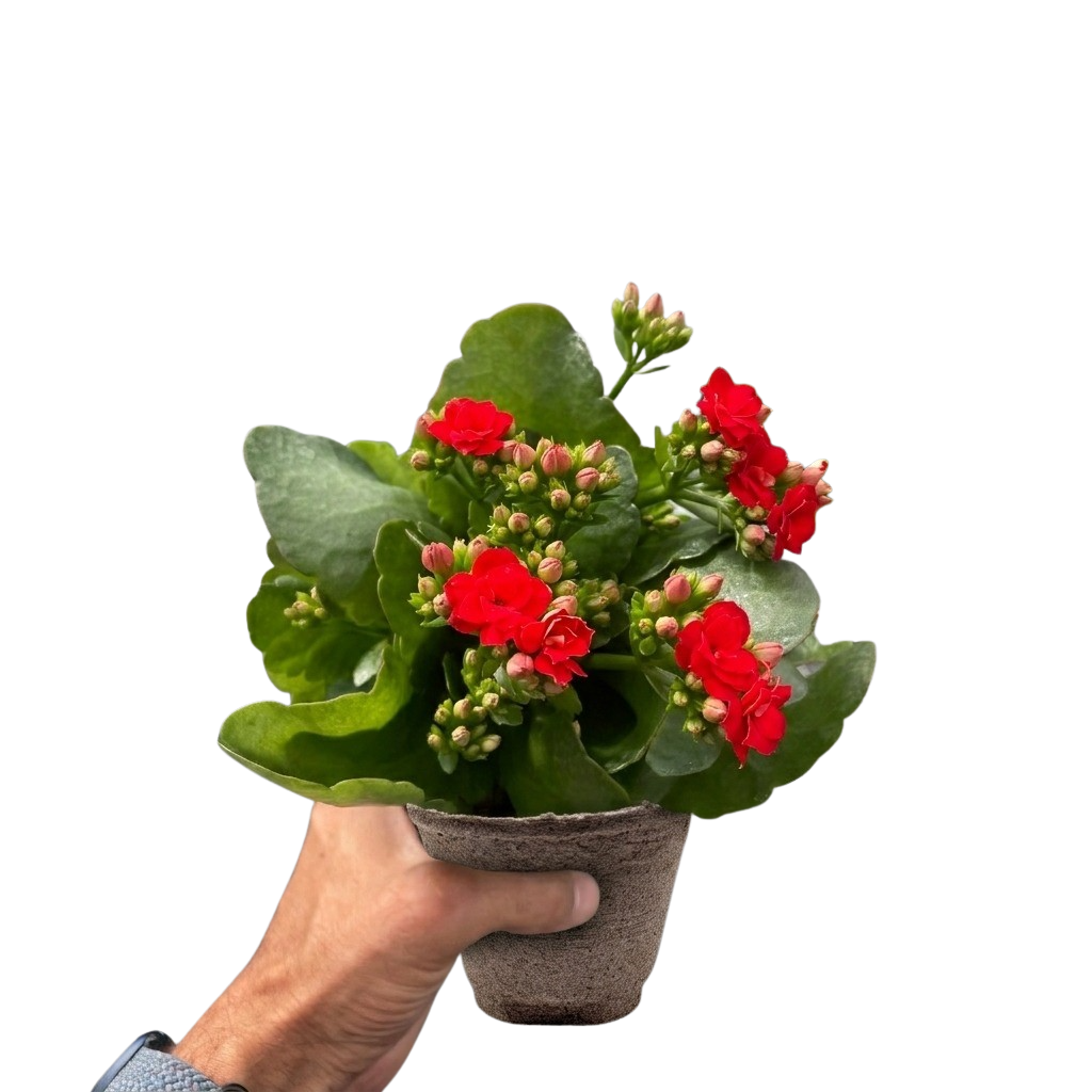 Kalanchoe 'Blossfeldiana' - photo 7