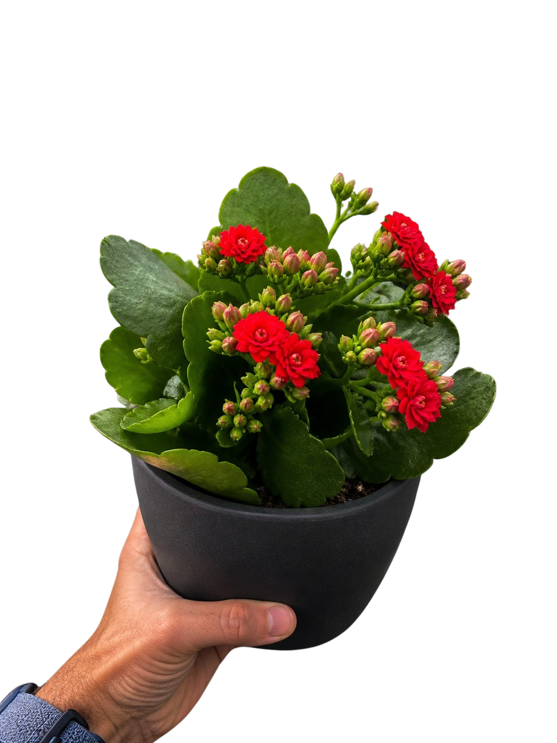Kalanchoe 'Blossfeldiana' - photo 5