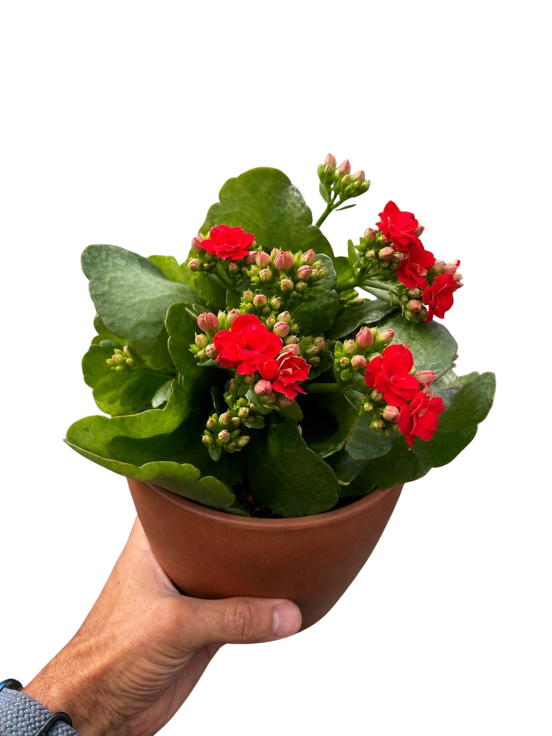 Kalanchoe 'Blossfeldiana' - photo 8