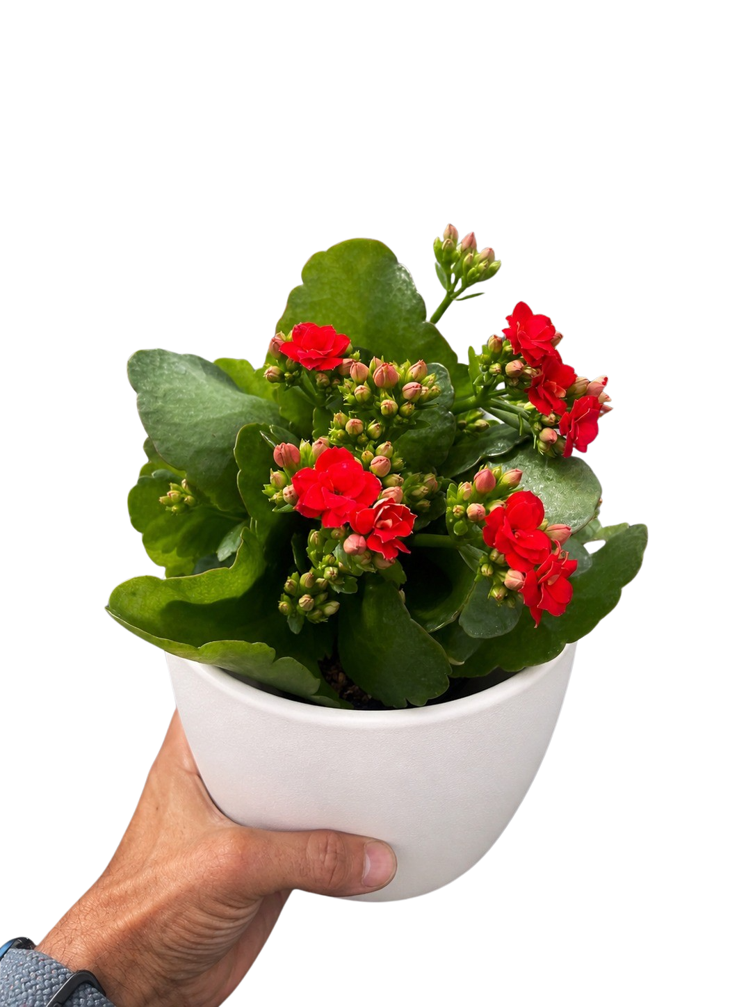 Kalanchoe 'Blossfeldiana' - photo 6