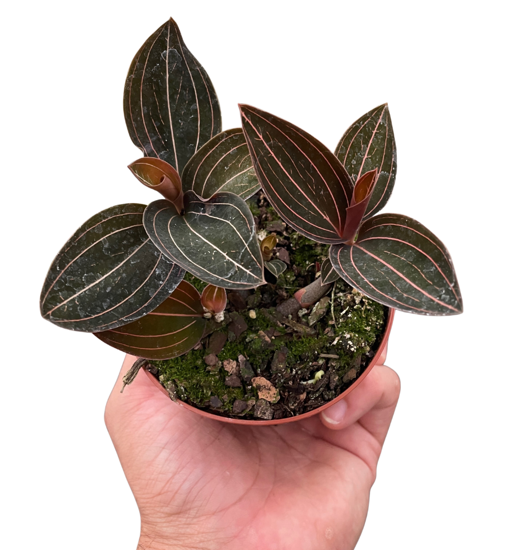 Ludisia Discolor live houseplant