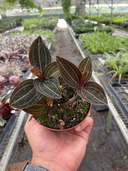 Ludisia Discolor - photo 4