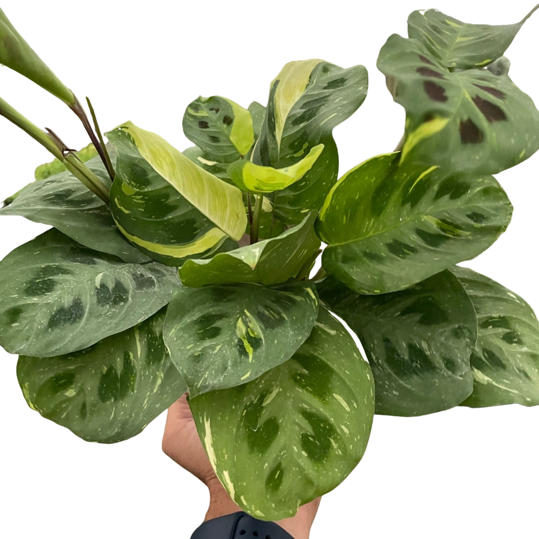 Maranta Variegated 'Beauty Kim' live houseplant