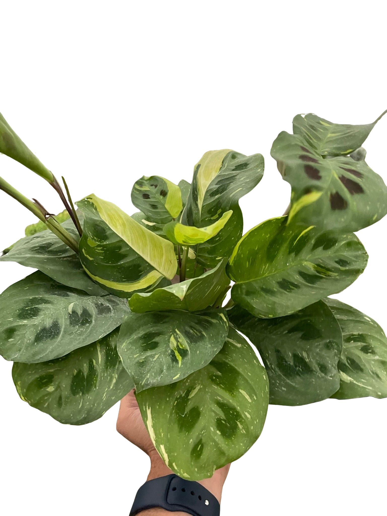 Maranta Variegated 'Beauty Kim' - photo 4