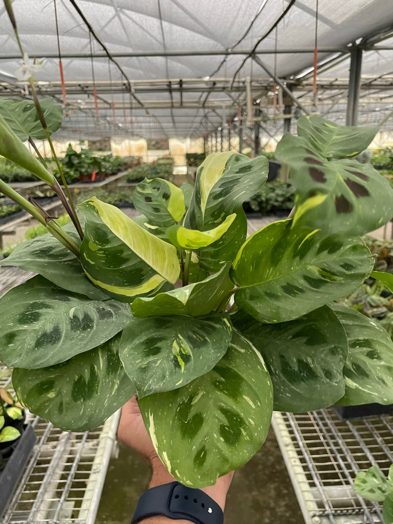 Maranta Variegated 'Beauty Kim' - photo 2