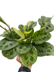 Maranta Variegated 'Beauty Kim' - photo 4