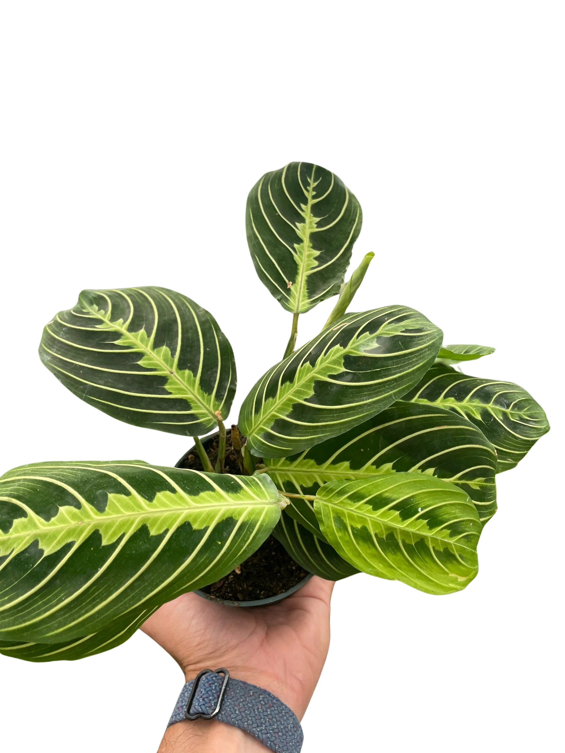 Maranta 'Lemon Lime' - photo 5