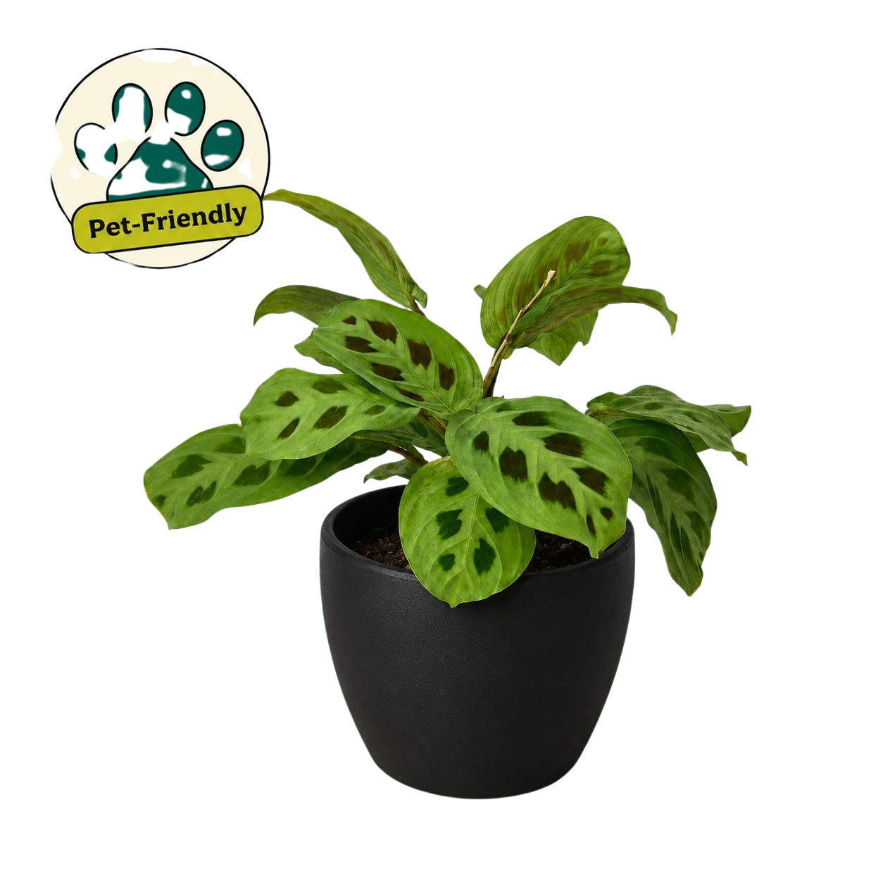 Maranta 'Leuconeura' - photo 7