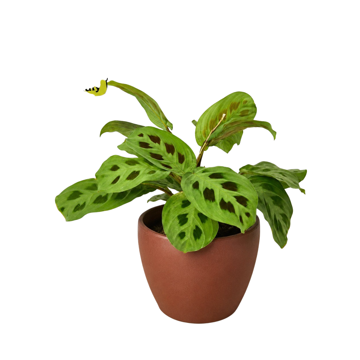 Maranta 'Leuconeura' - photo 6