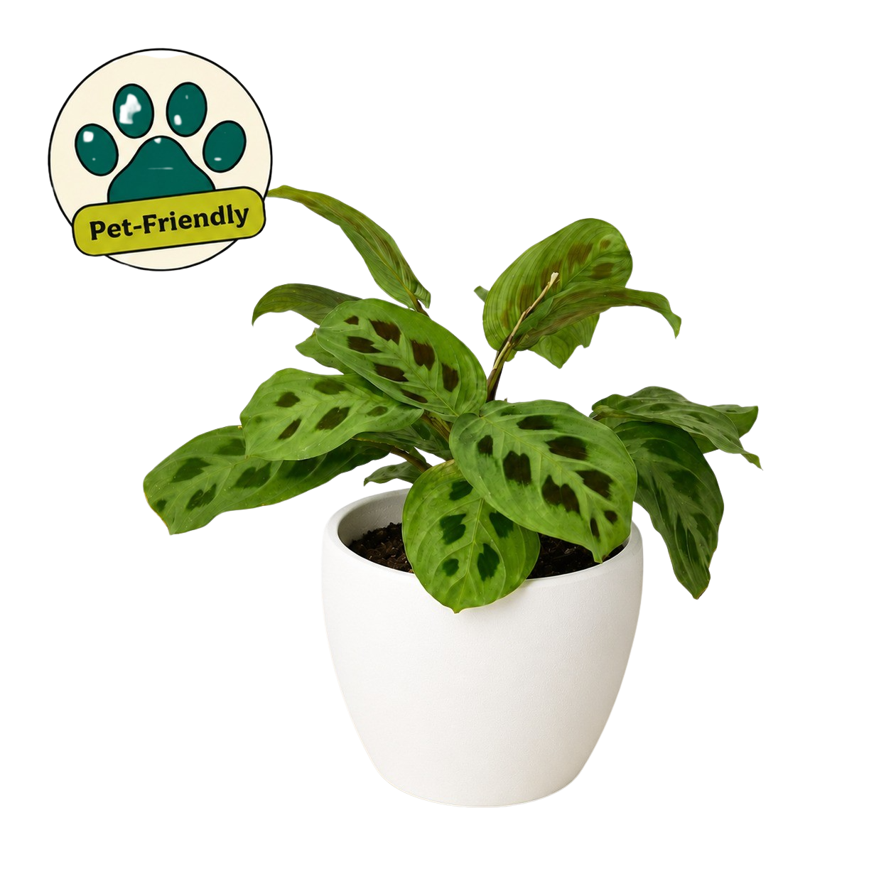 Maranta 'Leuconeura' - photo 8