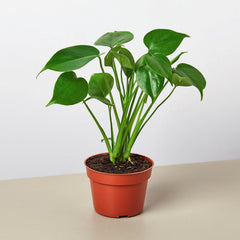 Monstera 'Split-Leaf' live houseplant